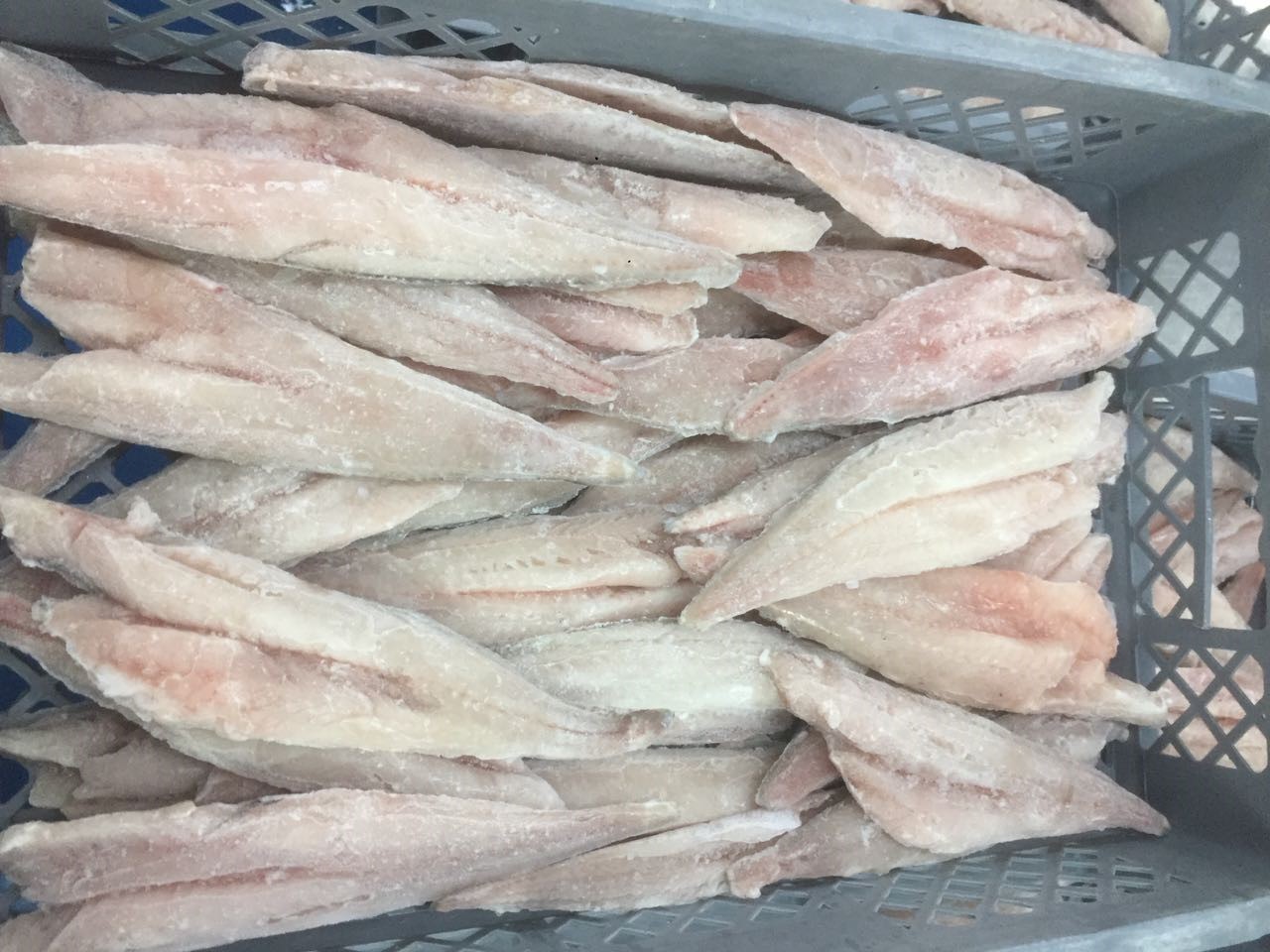 Pacific Hake
